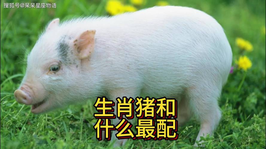 今期还是那猪中猜一生肖:今期还是哪猪中是什么生肖