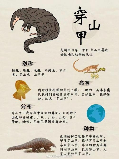 什么生肖穿山遁地:穿山遁甲是不是成语