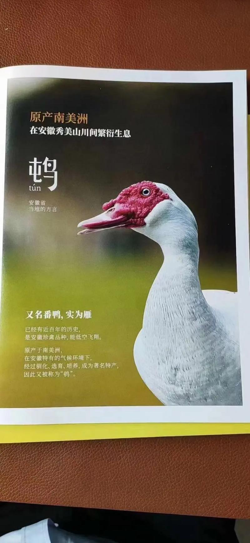 包含“大雁”打一准确动物生肖的词条