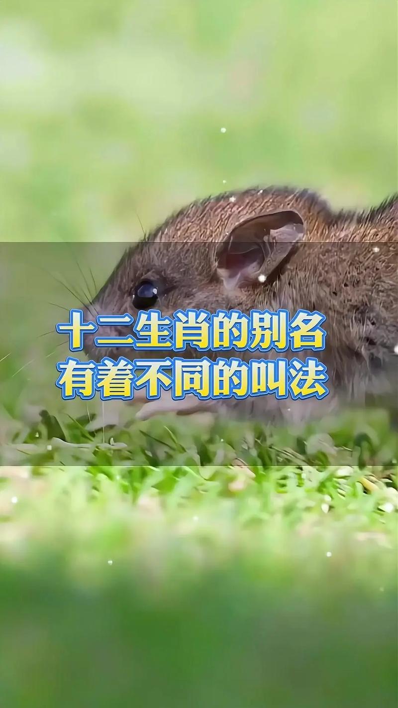 欲钱买人人有的动物打一生肖:欲钱买人人讨厌动物是什么生肖
