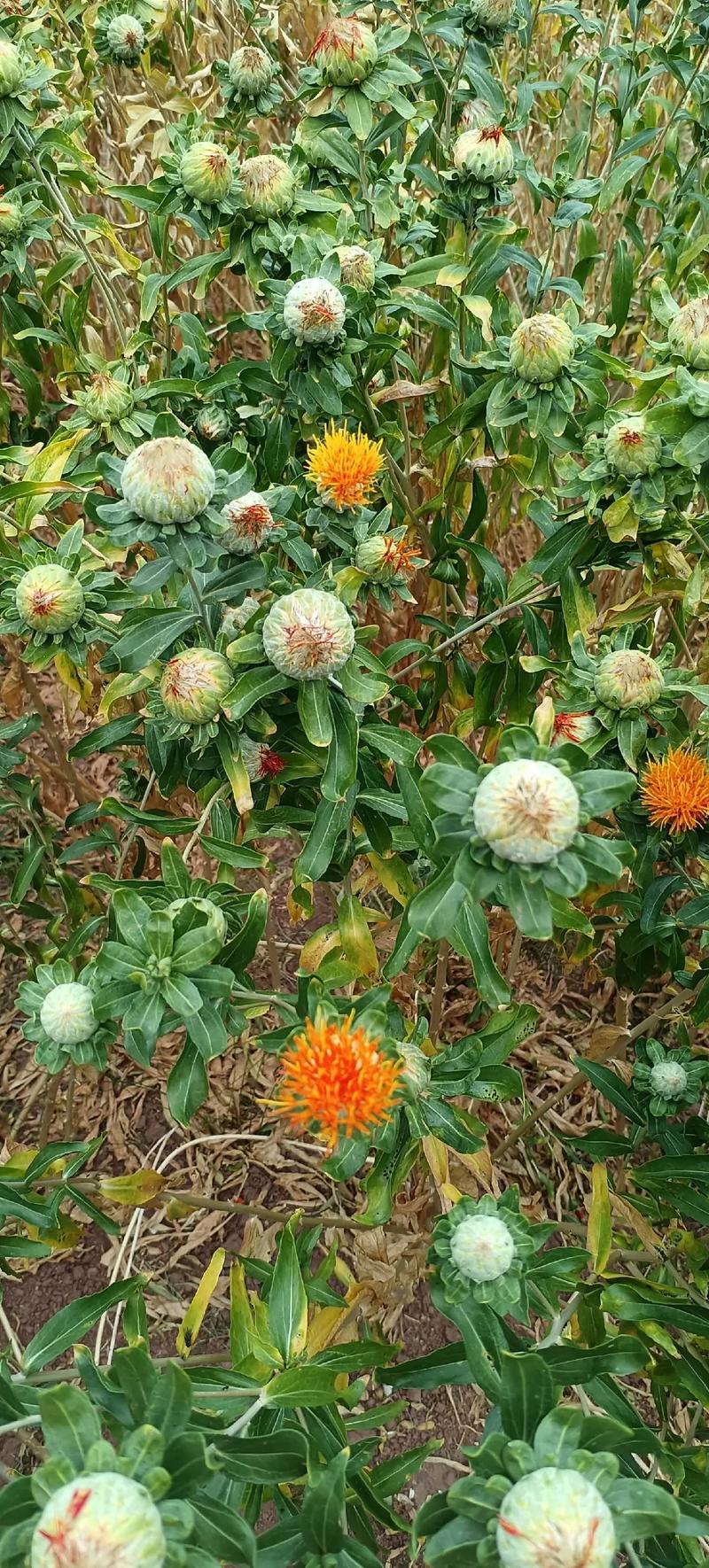 开红花是什么生肖:开红花的植物叫什么