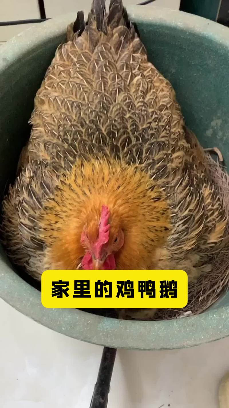 让母鸡抱窝的最佳方法:让母鸡抱窝的最佳方法视频