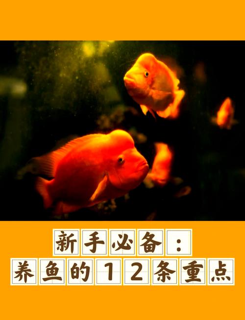 属什么生肖能养鱼:哪个生肖不适合养鱼