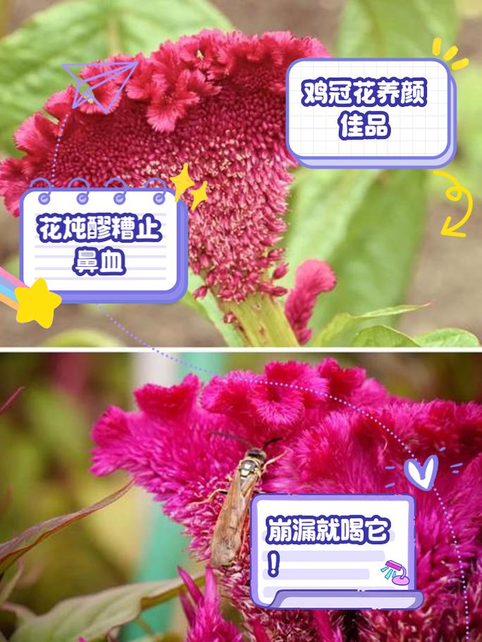 “十月里的鸡冠花”是代表哪个生肖的简单介绍