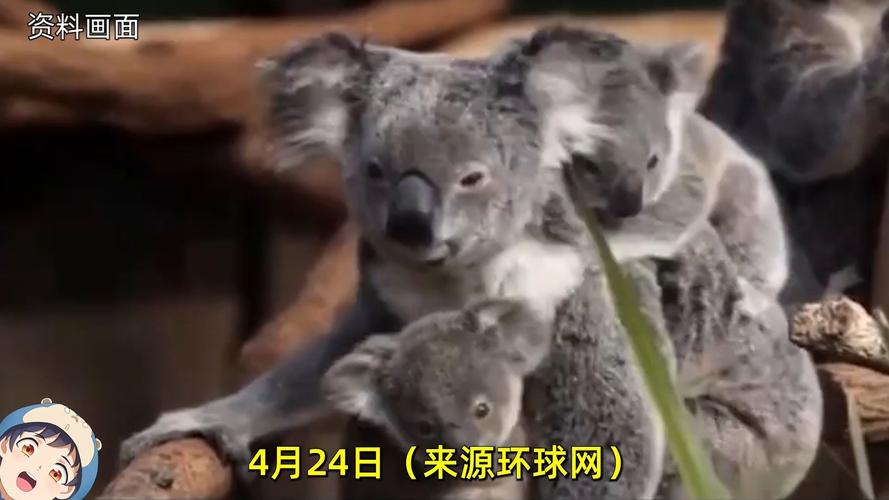 扑杀750只考拉:澳大利亚出动直升机扑杀750只考拉