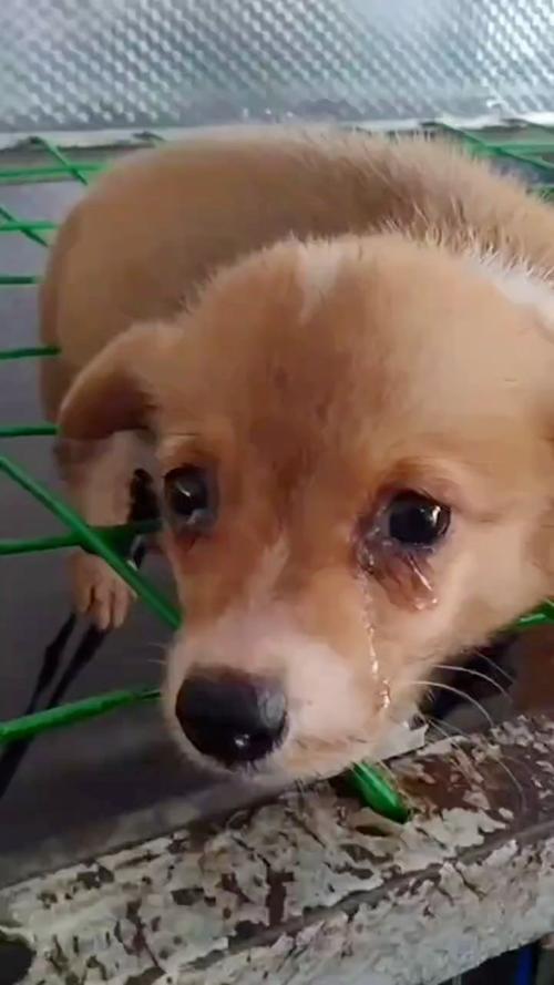 狗死后为什么不让主人碰:狗狗死后为什么不能在狗狗面前哭