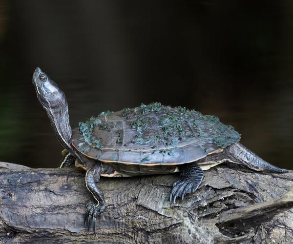 turtle:turtle的复数