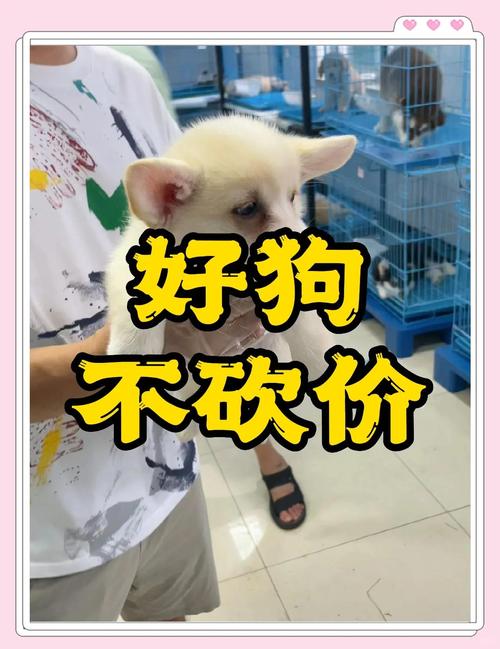 柴犬币价格今日价格行情:柴犬币今日价格行情000032是美元还是人民币