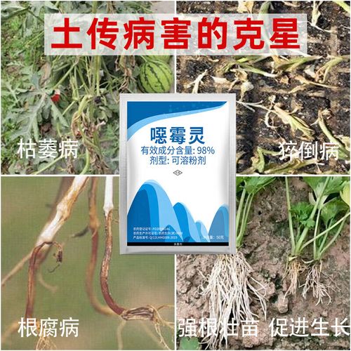 99%恶霉灵灌根使用量:恶霉灵喷施,灌根哪个效果好?