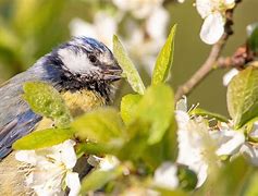 蓝鸟Birdy怎么下载(booking官网最新版下载)